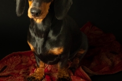 1_anne-fleur-1-van-1