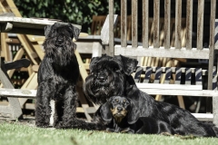 samen met de schnauzervriendjes.