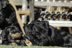 die oogjes