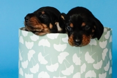 pups-Anne-Fleur-2.5-week-2024-3-van-39