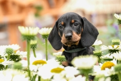 pups-anne-fleur-tuincentrum-204-49-van-49